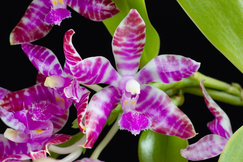 IMG_Orchids-2021-03-10-056.jpg