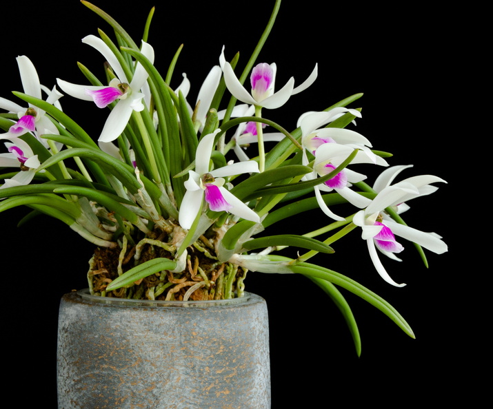 IMG_Orchids-2021-04-14-025.jpg