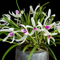 IMG_Orchids-2021-04-14-030.jpg