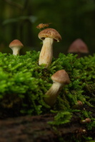 IMG Mushrooms-2021-10-13-028