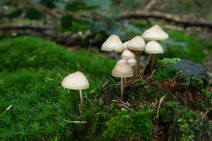 IMG Mushrooms-2021-10-16-072