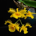 IMG_Orchids-2022-03-30-051.jpg