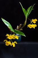 Dendrobium harveyanum
