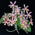 IMG_Orchids-2022-04-27-007.jpg