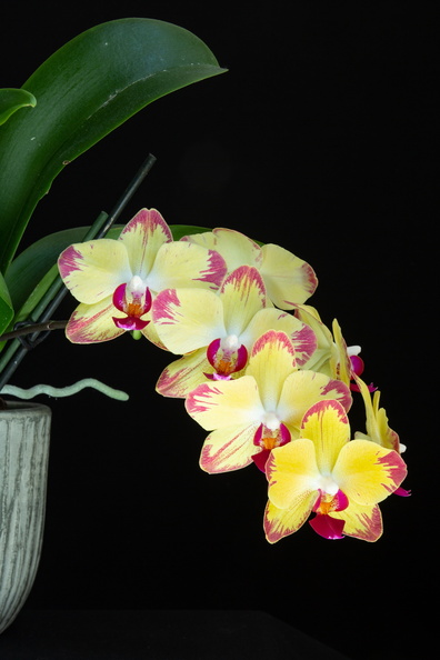 IMG_Orchids-2022-04-27-024.jpg