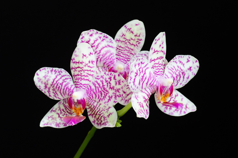 IMG_Orchids-2022-05-07-043.jpg