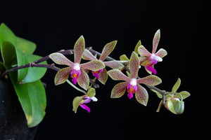 Phalaenopsis maculata x honghenensis
